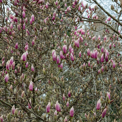 Magnolia Soulange`a Lennei (C2)